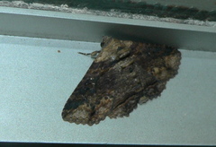 Pericyma mendax