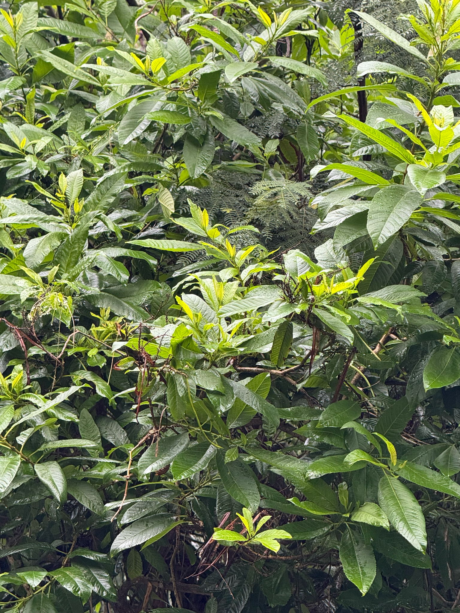 Imagem de Pimenta-de-jamaica
