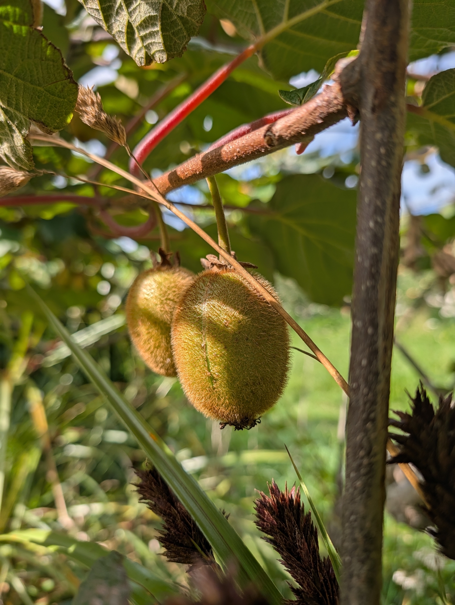 Imagem de Kiwi amarelo
