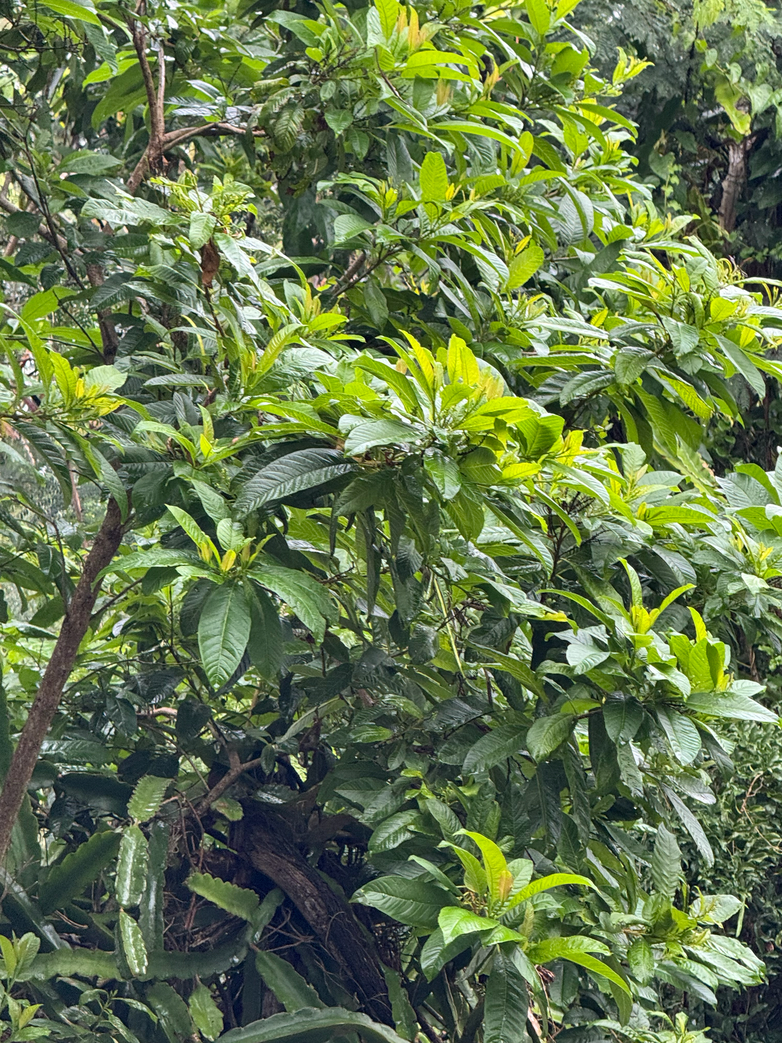 Imagem de Pimenta-de-jamaica