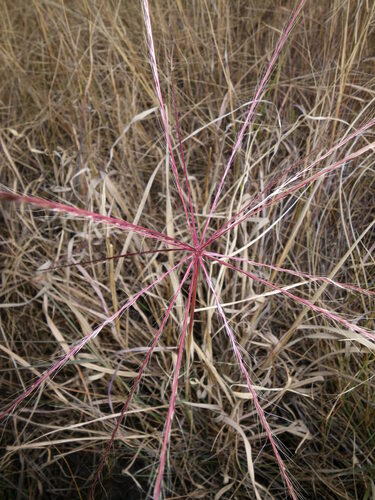 umbrella grass (Enteropogon acicularis)