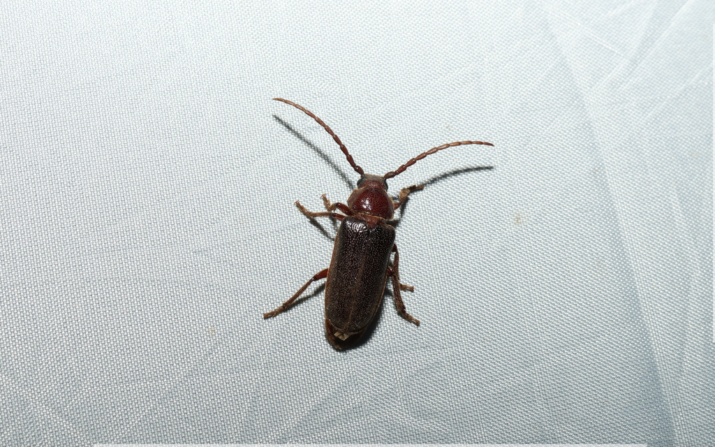 Elaptus brevicornis