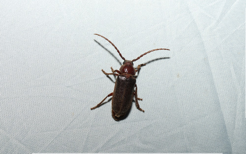 Elaptus brevicornis