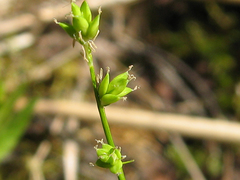 Carex loliacea