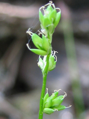 Carex loliacea