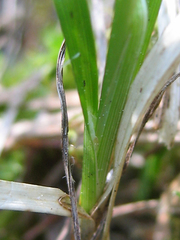 Carex loliacea