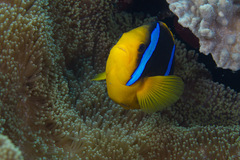 Amphiprion chrysopterus