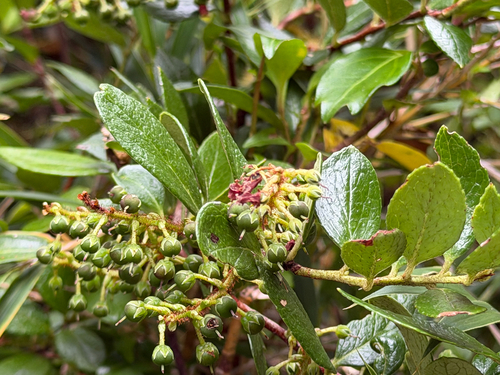 Gaultheria insana, photograph 5