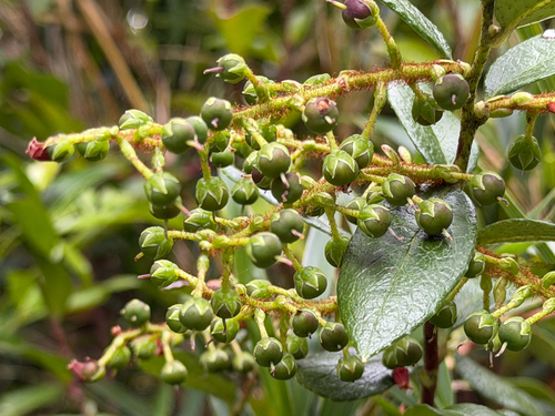 Gaultheria insana, photograph 4