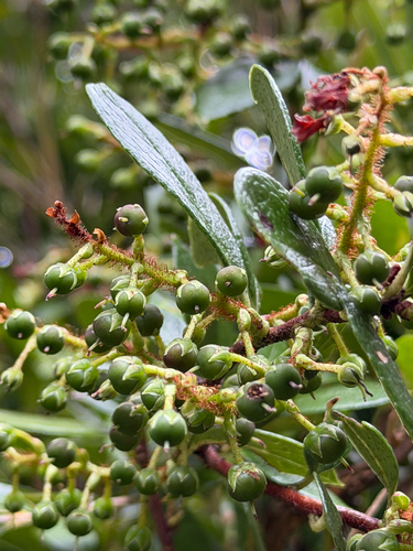 Gaultheria insana, photograph 6