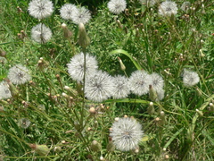 Hypochaeris chillensis