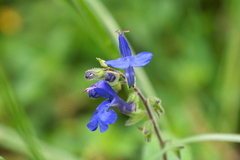 Salvia scutellarioides