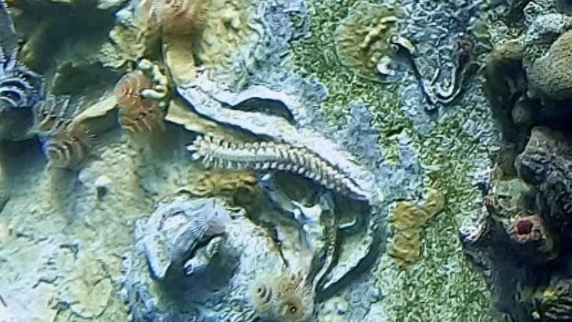 Hermodice carunculata (Pallas, 1766)