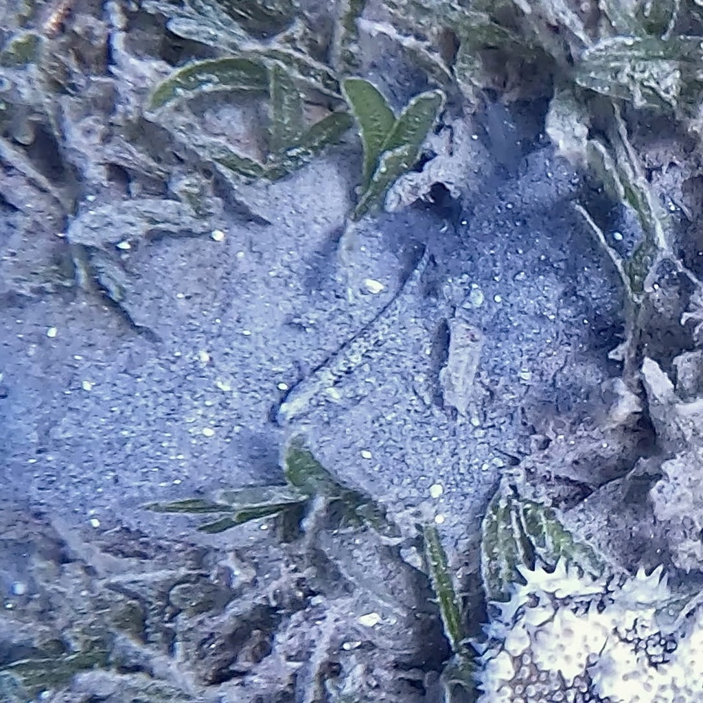 Atlantic shrimp goby (Nes longus) — Gobiidae