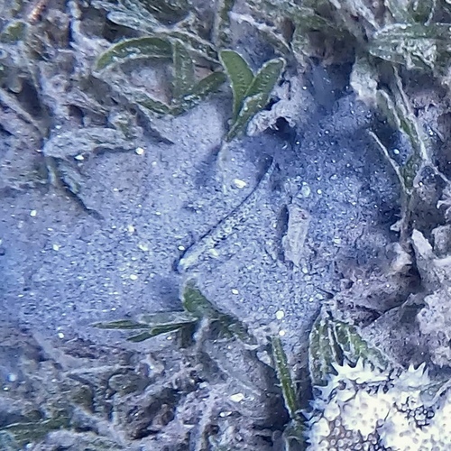 Atlantic shrimp goby (Nes longus) — Gobiidae