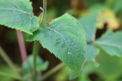 Salvia scutellarioides
