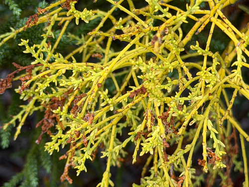 Misodendron angulatum (Misodendrum angulatum)