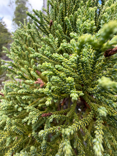 Fitzroya cupressoides, photograph 6