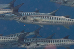 Blackfin Barracuda photo 2