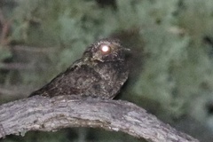 Antrostomus arizonae