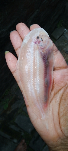 Eyespot sole (Heteromycteris oculus) — Soleidae — 4