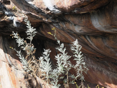 Senecio cinerascens