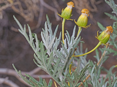 Senecio cinerascens