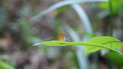 Eooxylides tharis distanti