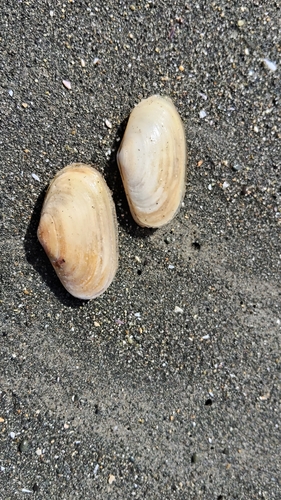 Paphies australis
