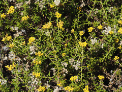 Helichrysum scabrum