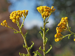 Helichrysum scabrum