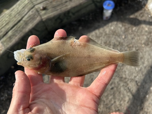 Mottled sanddab (Citharichthys sordidus) — Paralichthyidae