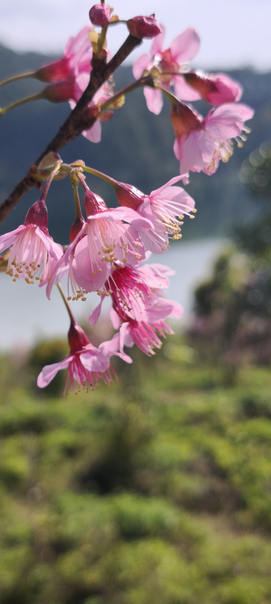Prunus cerasoides (Prunus cerasoides)