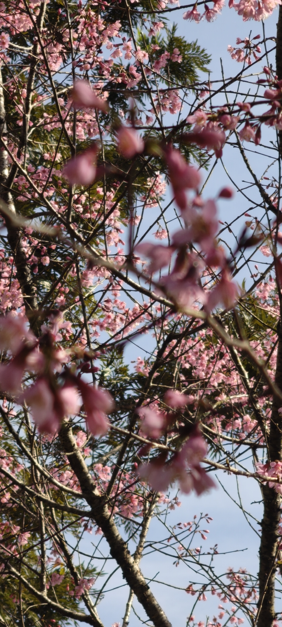 Prunus cerasoides — ảnh 2
