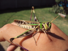 Rhammatocerus pictus