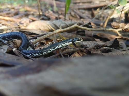 Cuban Lesser Racer