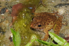 Glandirana rugosa