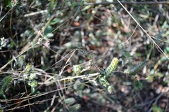 Tetramerium