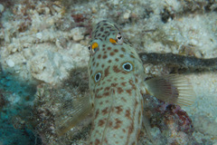 Parapercis clathrata