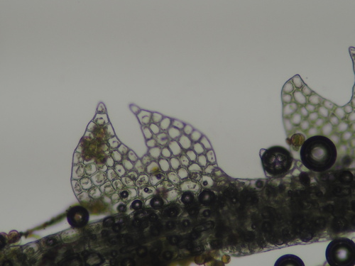 Fuscocephaloziopsis pleniceps var. pleniceps