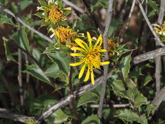 Berkheya spinosa