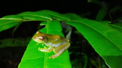 Zhangixalus achantharrhena