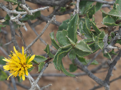 Berkheya spinosa