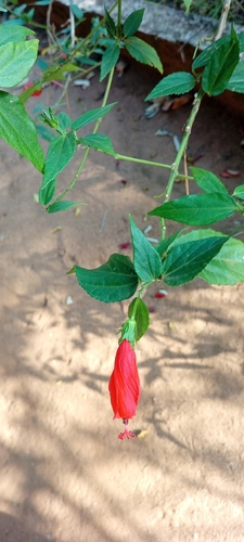 Sleeping Hibiscus