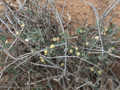 Pteronia oblanceolata