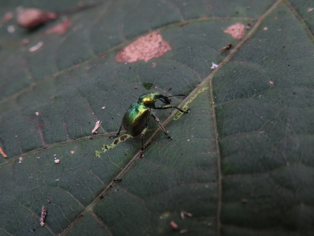 Byctiscus congener in September 2019 by t_natsume · iNaturalist