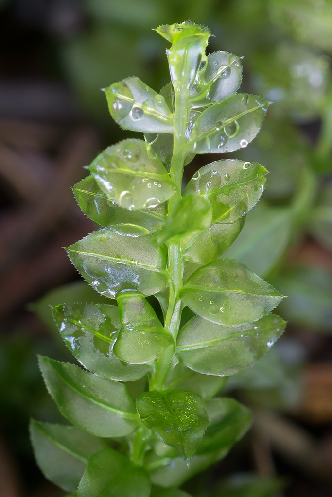 Thyme and Allied Mosses
