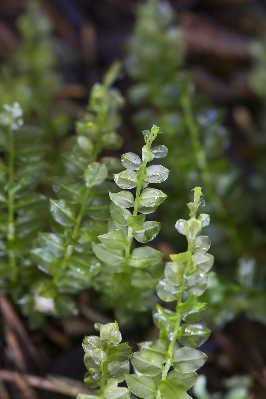 Mniaceae