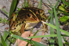 Pelophylax nigromaculatus