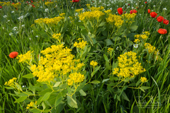 Haplophyllum latifolium